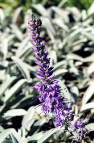 Veronica incana